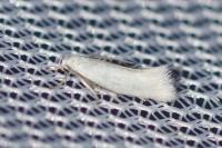 Elachista argentella