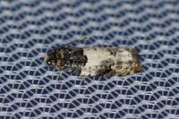 Gypsonoma sociana