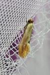 Tinea semifulvella