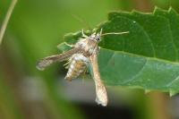 Microsphecia tineiformis