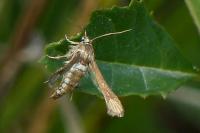 Microsphecia tineiformis