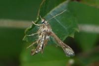 Microsphecia tineiformis