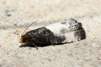 Notocelia cynosbatella