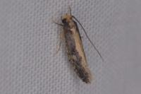 Monopis crocicapitella