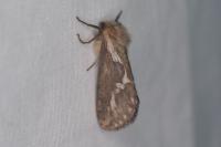 Korscheltellus lupulinus