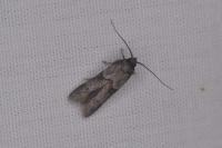 Blastobasis glandulella