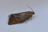 Ptycholoma lecheana