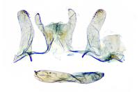 Bucculatrix cristatella