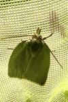 Tortrix viridana