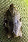 Choristoneura hebenstreitella