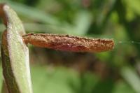 Coleophora conyzae