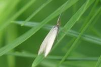 Coleophora