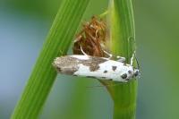 Ethmia quadrillella