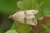Celypha striana