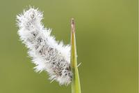 Coleophora pennella