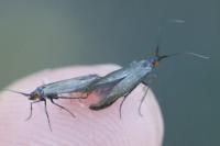 Coleophora amethystinella