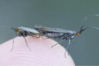 Coleophora amethystinella