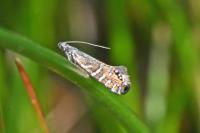 Glyphipterix thrasonella