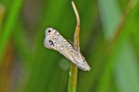Glyphipterix thrasonella