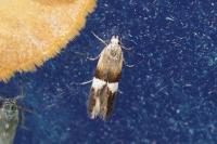 Aproaerema polychromella