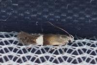Aproaerema polychromella