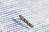 Parectopa ononidis