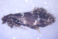 Narycia duplicella