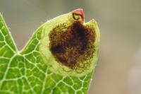 Stigmella paradoxa