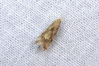 Brachmia blandella