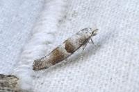 Cedestis subfasciella