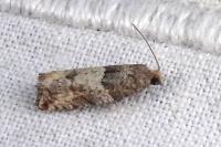 Gypsonoma aceriana