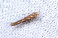 Pyroderces argyrogrammos