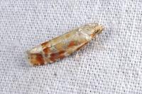 Rhyacionia buoliana