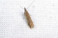 Dichomeris acuminata