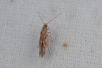 Pyroderces argyrogrammos