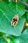 Ptycholoma lecheana