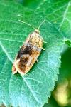 Ptycholoma lecheana