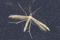 Adaina microdactyla