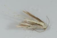 Adaina microdactyla