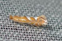 Phyllonorycter belotella
