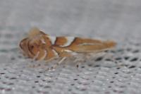 Phyllonorycter belotella