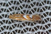 Phyllonorycter belotella