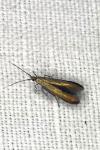 Coleophora