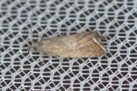 Dichrorampha