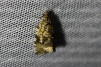 Celypha lacunana