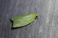 Tortrix viridana