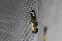 Monopis monachella