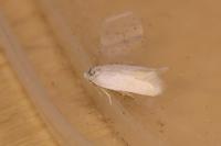 Opostega salaciella
