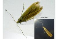 Coleophora milvipennis
