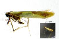 Caloptilia alchimiella